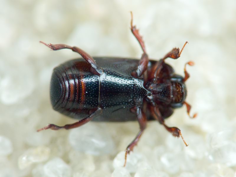 Teretrius fabricii Mazur, 1972